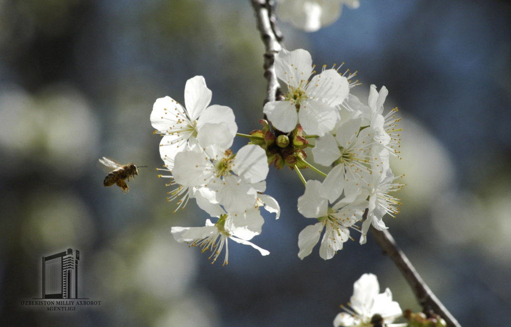 Navro'z-nafasi (4).jpg