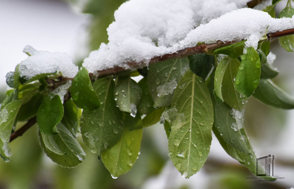 Hovli-olma-qor (2).jpg