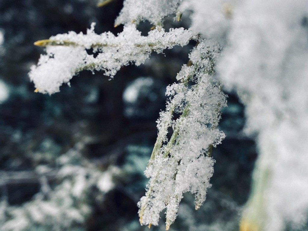 Shavkat Mirziyoyev defines the fulcrum for economic growth Shavkat Mirziyoyev defines the fulcrum for economic growth