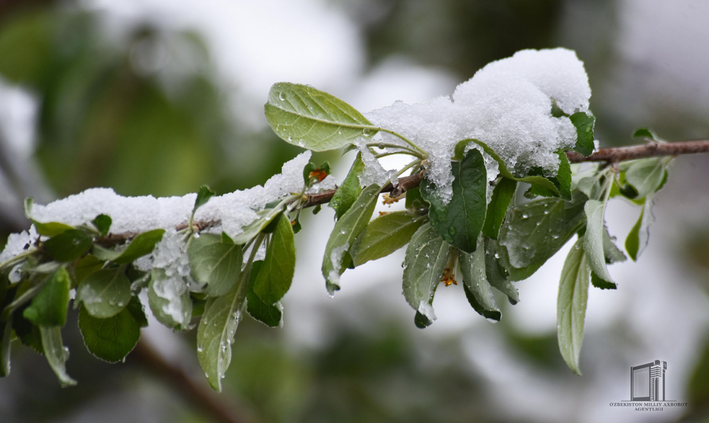 Hovli-olma-qor (5).jpg