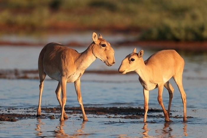 saiga-female-with-baby-Photo-by-Eugeny-Polonsky_web.jpg