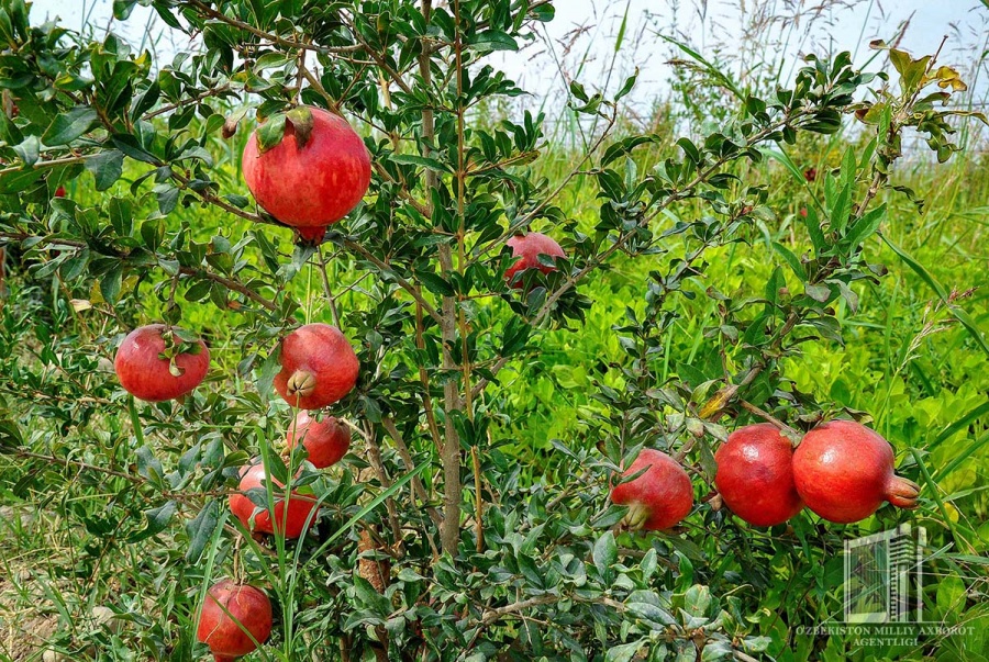 Сайт анор. Анор фото. Чайхана анор люблино меню. Сайт анор. Сайт анор.