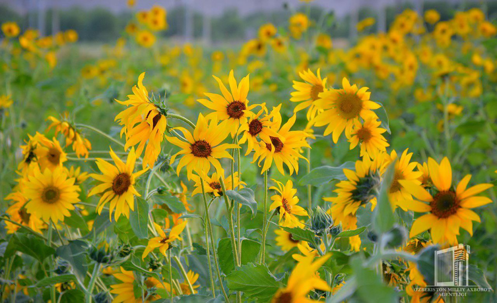 photo_2020-06-05_10-00-12.jpg photo_2020-06-05_10-00-12.jpg