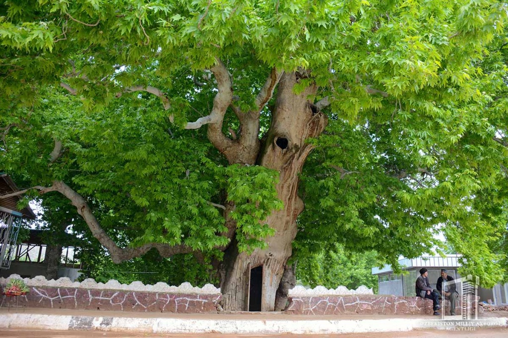 Деревья в узбекистане фото